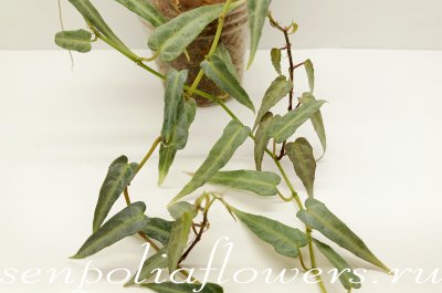 Циссус Амазонский Cissus Amazonica